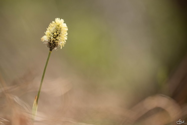 Le monde des fleurs et des petites bêtes